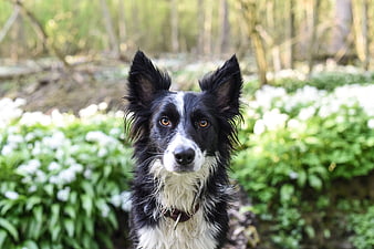 Portrait of a black and white Border Collie in a spring forest