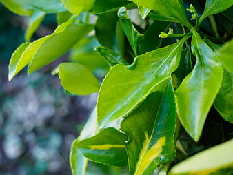 Close-up of vibrant green leaves with natural sunlight