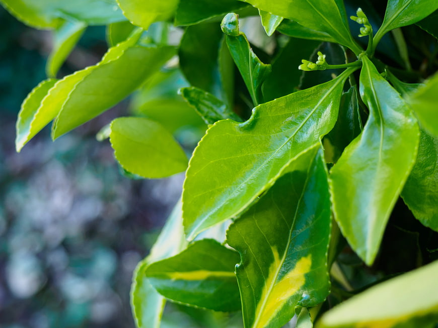 Close-up of vibrant green leaves with natural sunlight