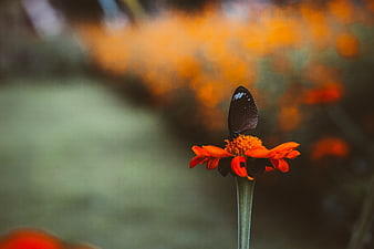 Black butterfly on orange flower with blurred background
