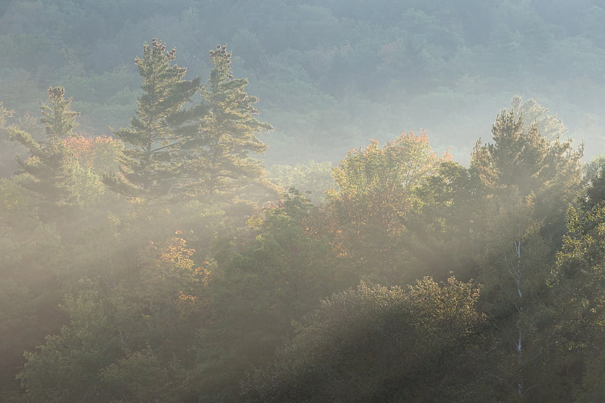 Misty forest landscape with pine trees and morning fog