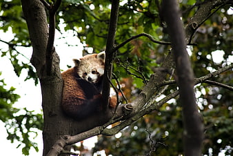Cute Red Panda Resting in Tree Branches