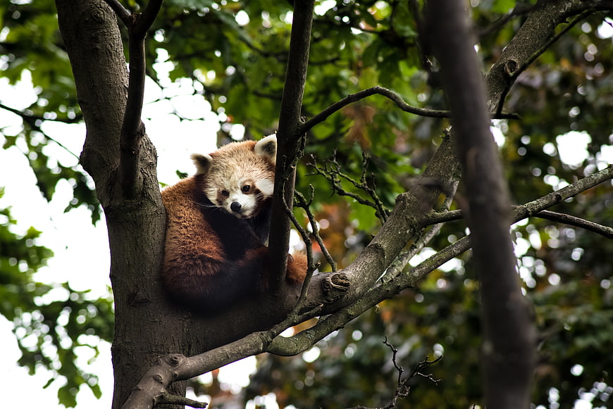 Cute Red Panda Resting in Tree Branches