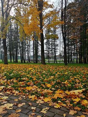 Autumn park path with yellow maple leaves on grass