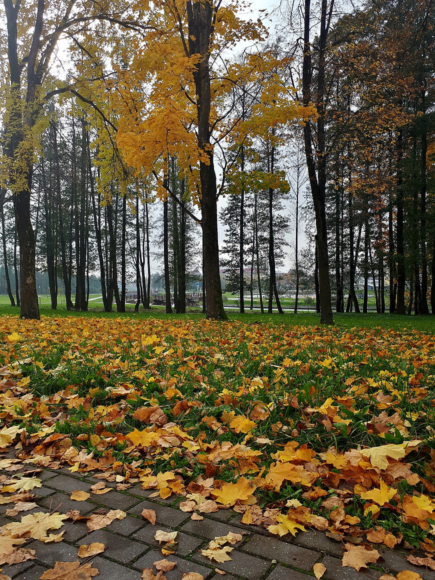 Autumn park path with yellow maple leaves on grass