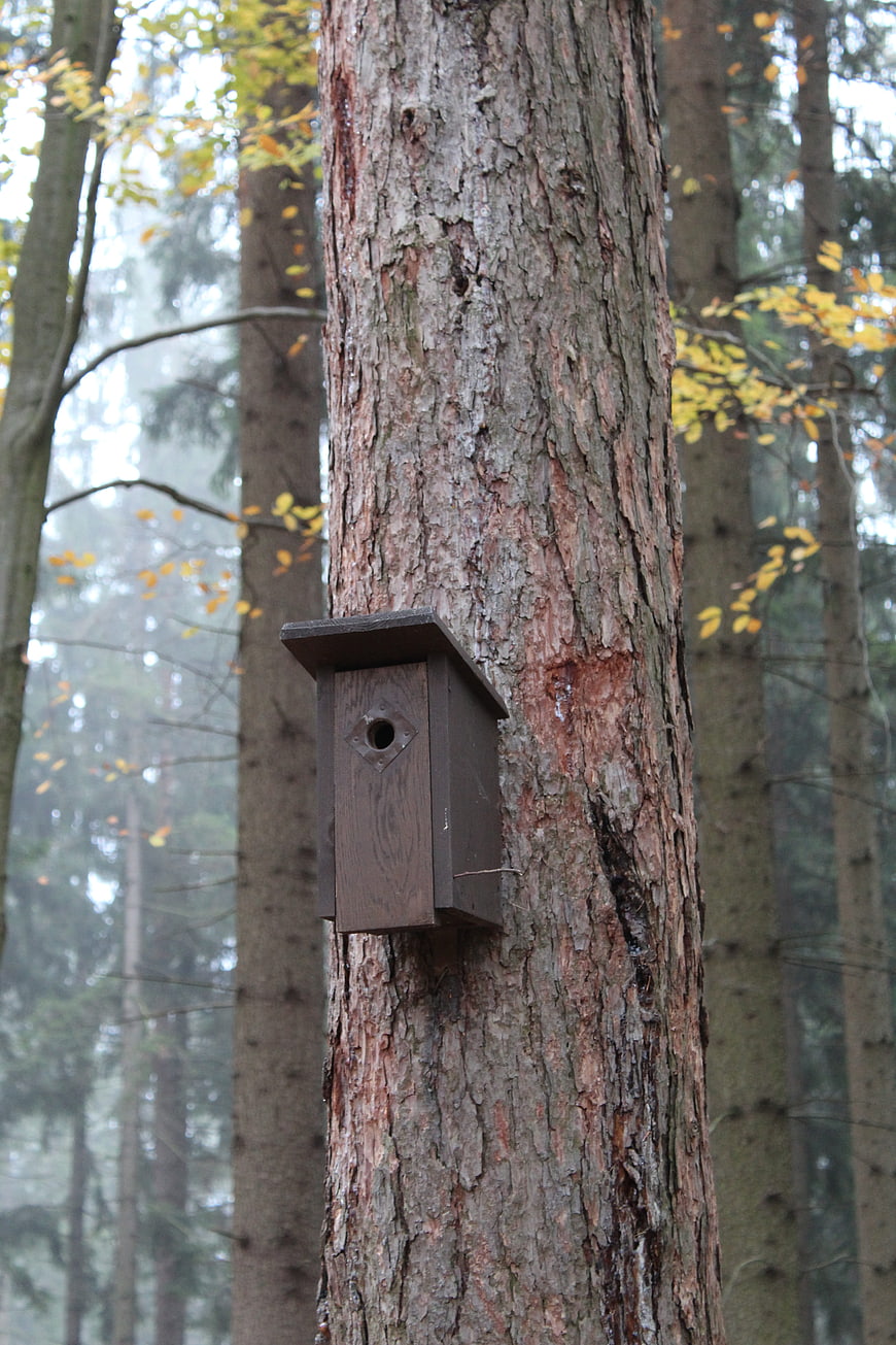 Wooden birdhouse mounted on pine tree in misty autumn forest
