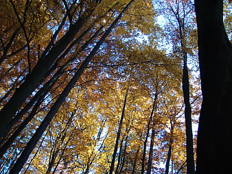 Low angle view of tall trees with golden autumn leaves against blue sky