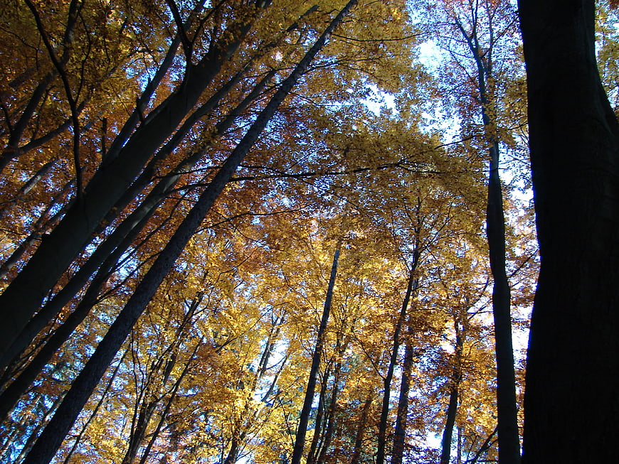Low angle view of tall trees with golden autumn leaves against blue sky