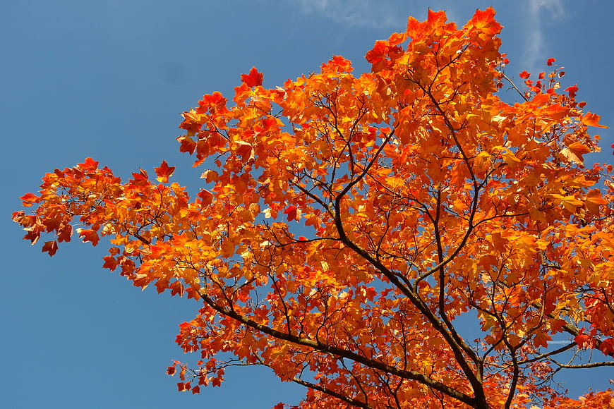 Vibrant orange and red maple leaves against a clear blue autumn sky