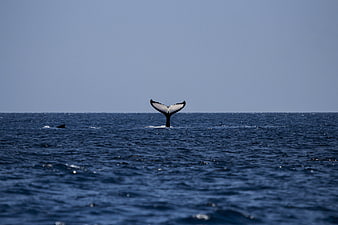 Humpback Whale Tail Fluke Diving in Deep Blue Ocean