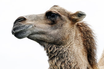 Close-up Portrait of a Dromedary Camel Head on White