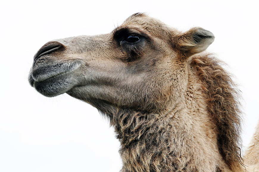 Close-up Portrait of a Dromedary Camel Head on White
