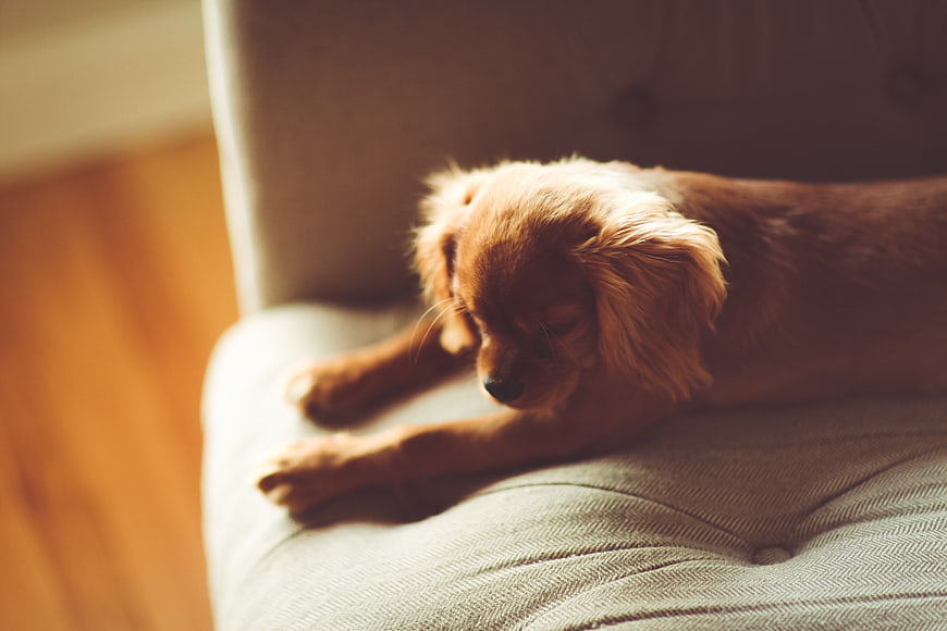 Sleeping brown puppy on a beige couch