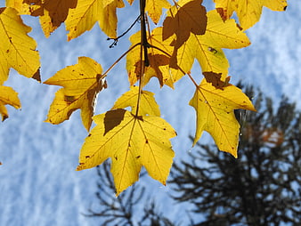 Yellow maple leaves against blue sky in autumn
