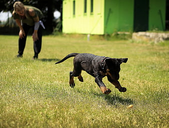 Black and Tan Rottweiler Puppy Running on Green Grass