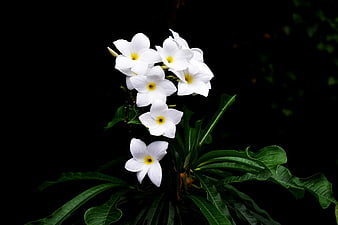 White Plumeria Flowers on Black Background