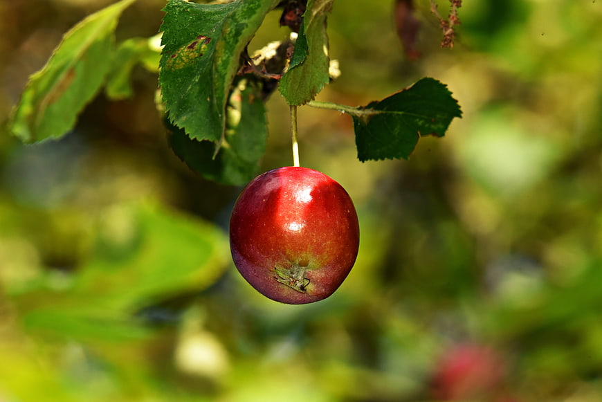 Ripe Red Apple Hanging From Branch With Green Leaves