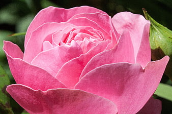 Close-up of a vibrant pink rose bloom with soft petals
