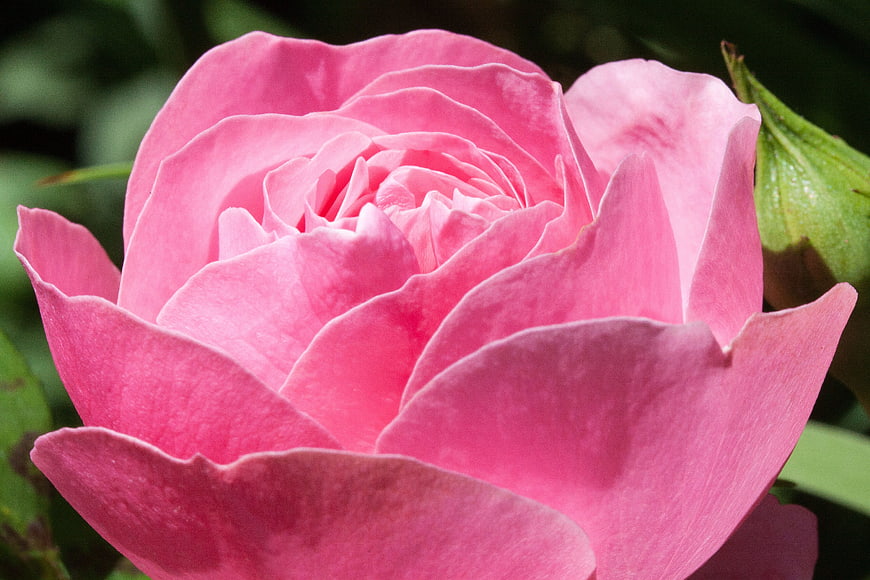 Close-up of a vibrant pink rose bloom with soft petals