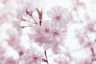 Soft Pink Cherry Blossoms Close-Up with Blurred Background