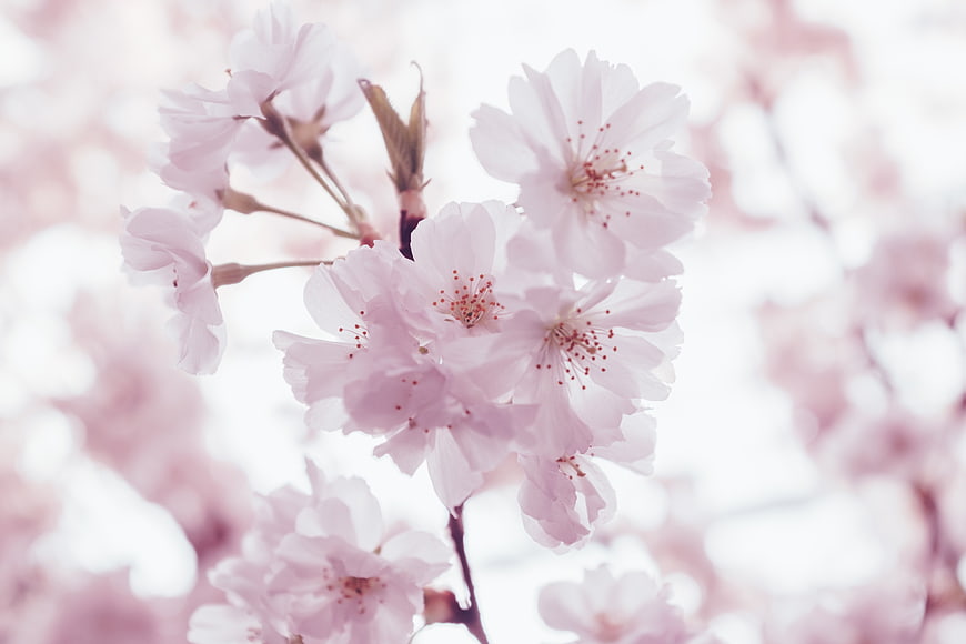 Soft Pink Cherry Blossoms Close-Up with Blurred Background
