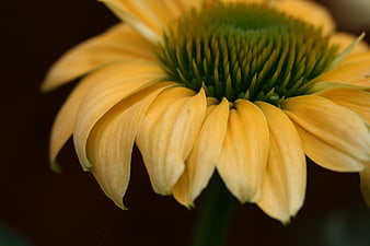 Close-up of a yellow coneflower with green center