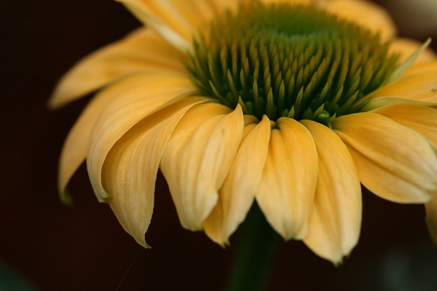 Close-up of a yellow coneflower with green center