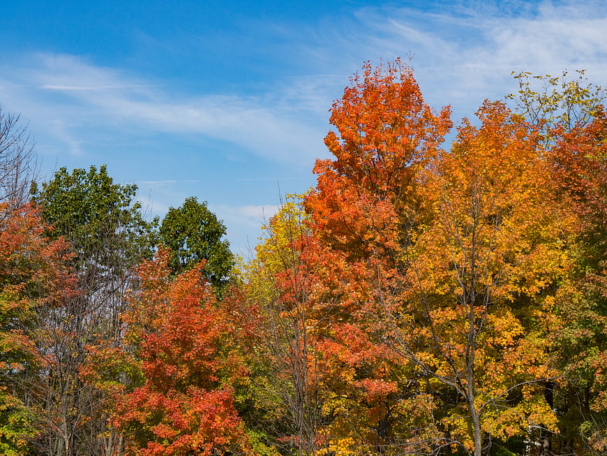 Vibrant Autumn Trees with Colorful Fall Leaves Against Blue Sky