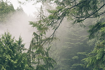 Misty Evergreen Forest with Foggy Background