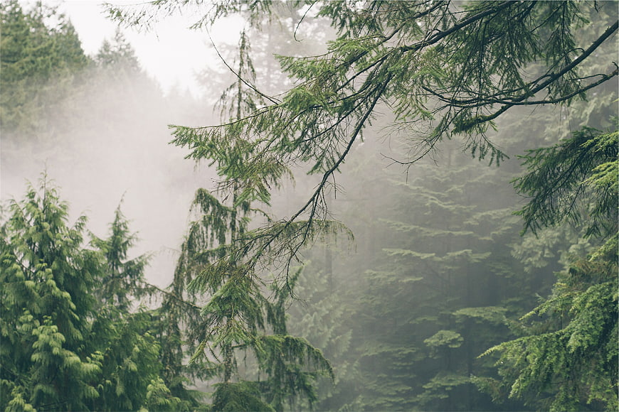 Misty Evergreen Forest with Foggy Background