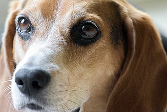 Close-up portrait of a beagle dog face with expressive eyes
