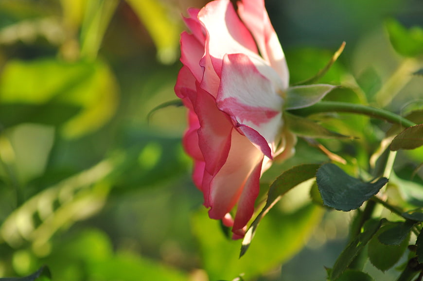 Pink and White Rose Bud in Sunlight