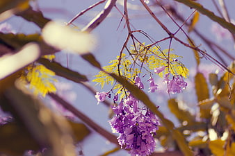 Purple Jacaranda Flowers Hanging from Branches in Sunlight