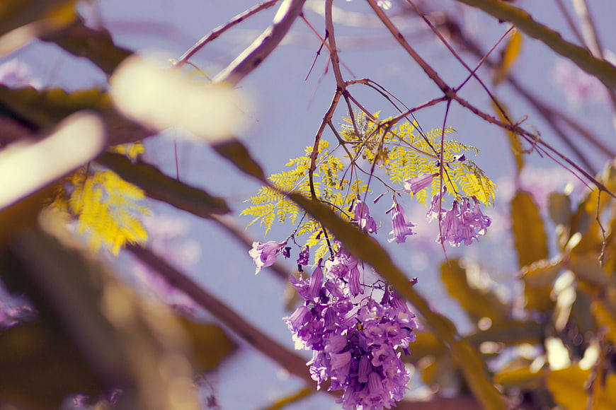 Purple Jacaranda Flowers Hanging from Branches in Sunlight