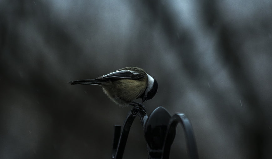 Black-capped Chickadee Perched on Metal in Dark Moody Atmosphere