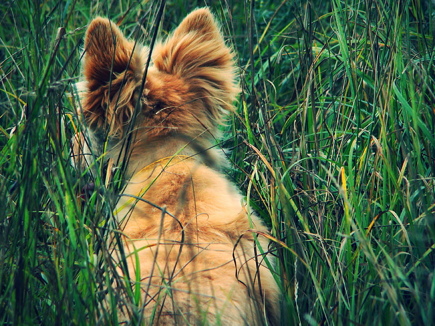 Fluffy Ginger Dog Sitting in Tall Green Grass