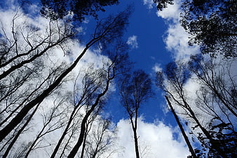 Low angle view of tall trees against blue sky with clouds