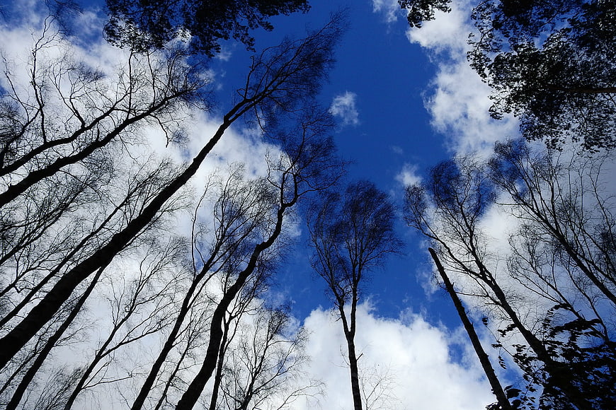 Low angle view of tall trees against blue sky with clouds