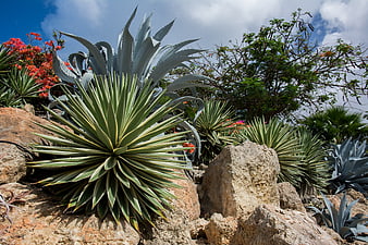 Succulent agave plants and rocks in a sunny garden