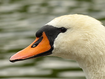 Close-up profile of a white mute swan head with orange beak
