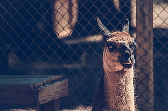 Close-up Portrait of Brown Llama Behind Chain Link Fence