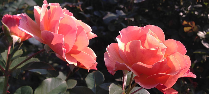 Sunlit Pink Roses in a Garden