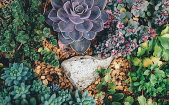 Top-down view of purple and green succulents with white stone