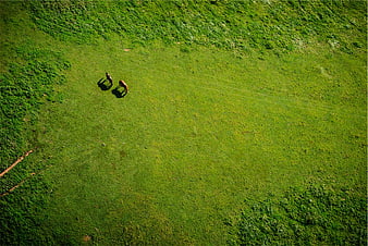 Aerial view of two horses grazing in a green meadow
