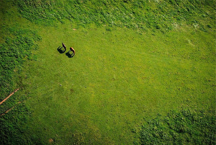 Aerial view of two horses grazing in a green meadow