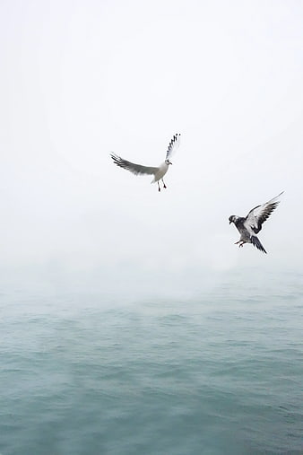 Seagull and Pigeon Flying Over Misty Ocean