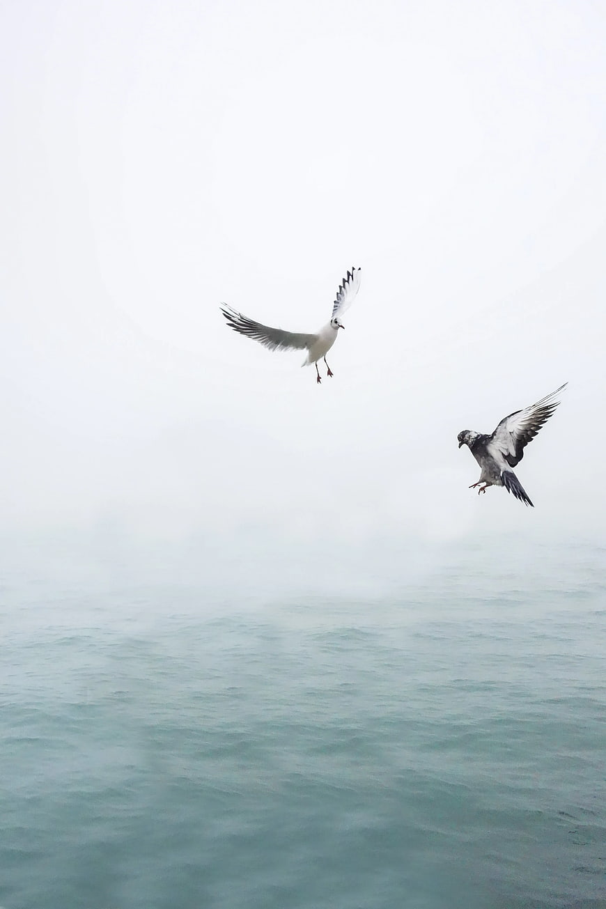 Seagull and Pigeon Flying Over Misty Ocean