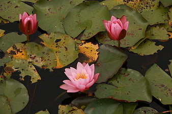 Pink Water Lilies Blooming on Dark Pond Water