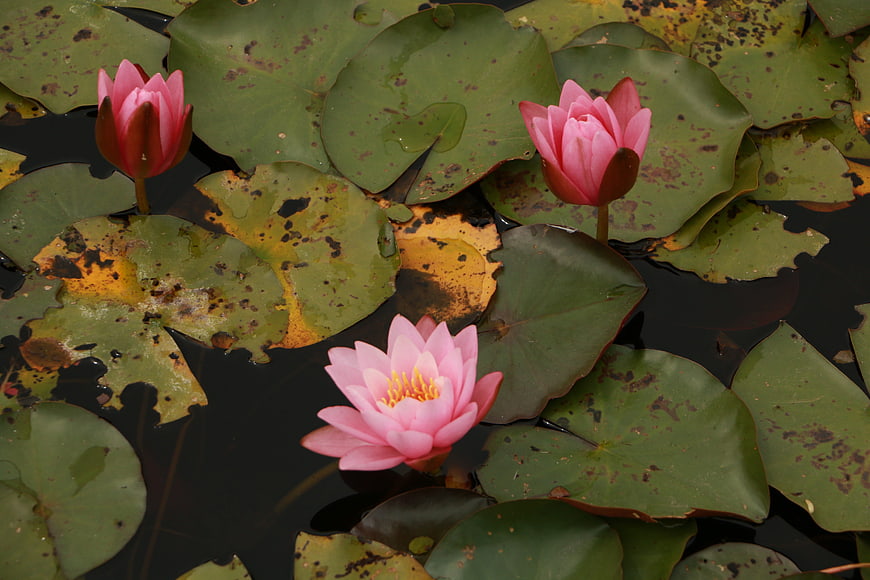 Pink Water Lilies Blooming on Dark Pond Water