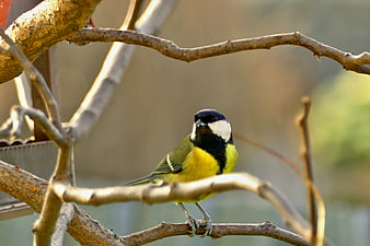 Great Tit perched on a branch in a garden